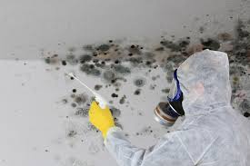 Why You Should Choose Our Mold Remediation Services in Puxico, MO